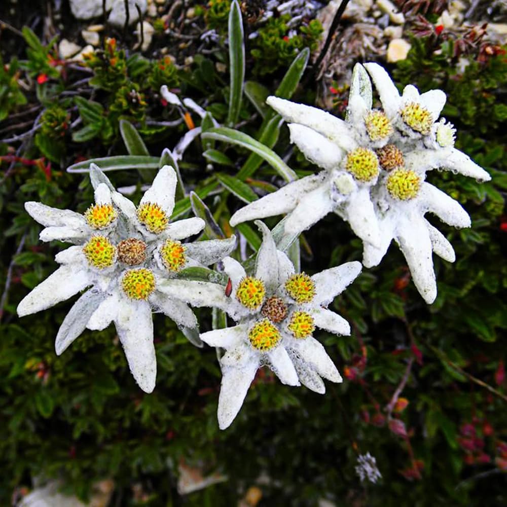 viola yedoensis flower seeds