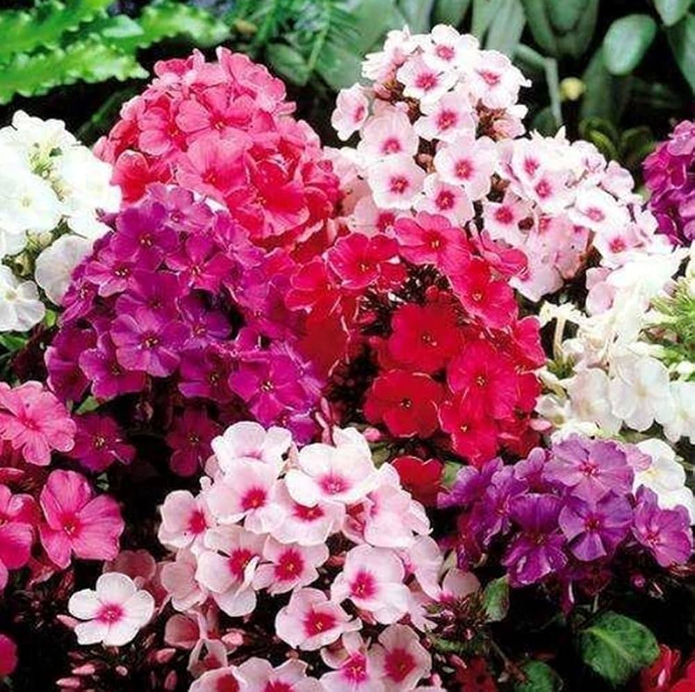 phlox phlox flower seeds