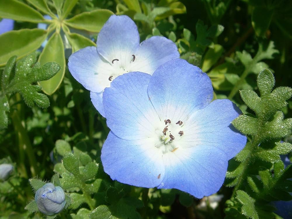 blue flower flower seeds