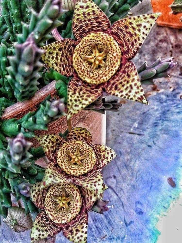 Sow Heirloom Non-GMO Stapelia Pulchella seeds in well-draining succulent or cactus soil. These seeds for planting provide high germination and unique organic garden blooms.