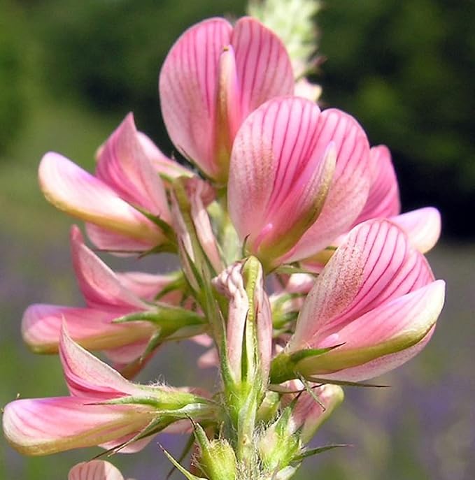 Heirloom Non-GMO Onobrychis Viciifolia Flower Seeds for Planting – Pollinator-Friendly Blooms | High Germination