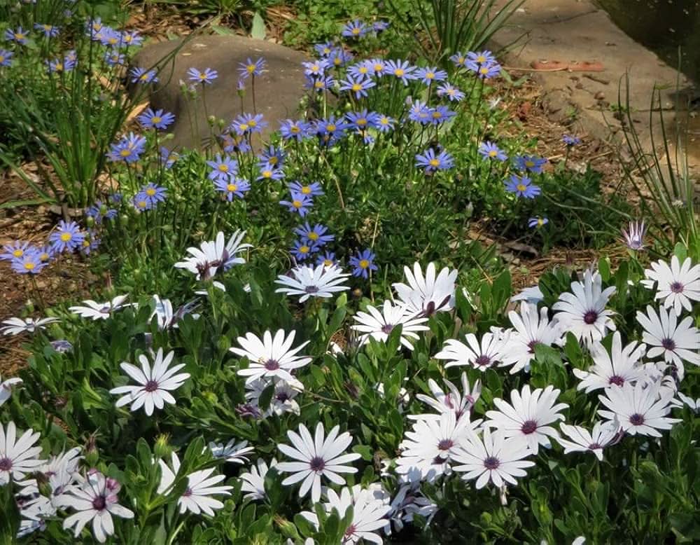 garden daisy flower seeds