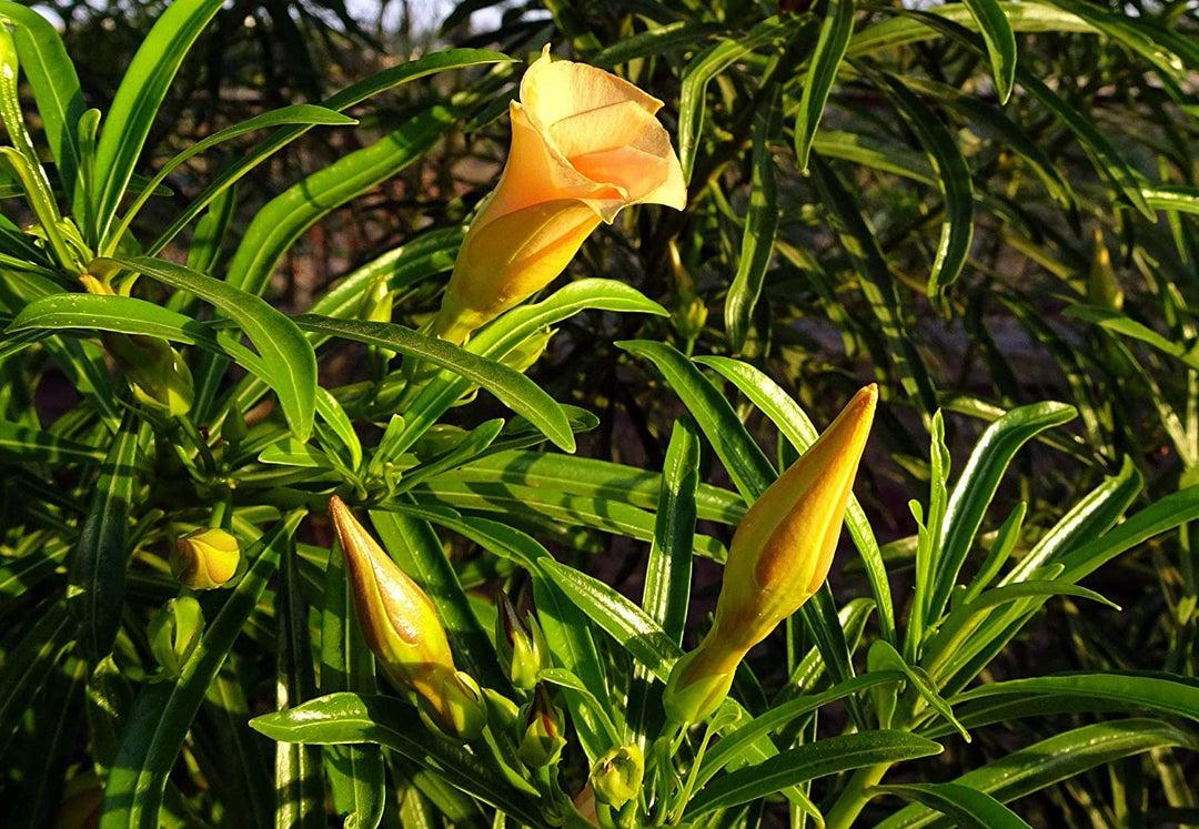 Gule alpeflaskebørste blomsterfrø til plantning - 100 stk