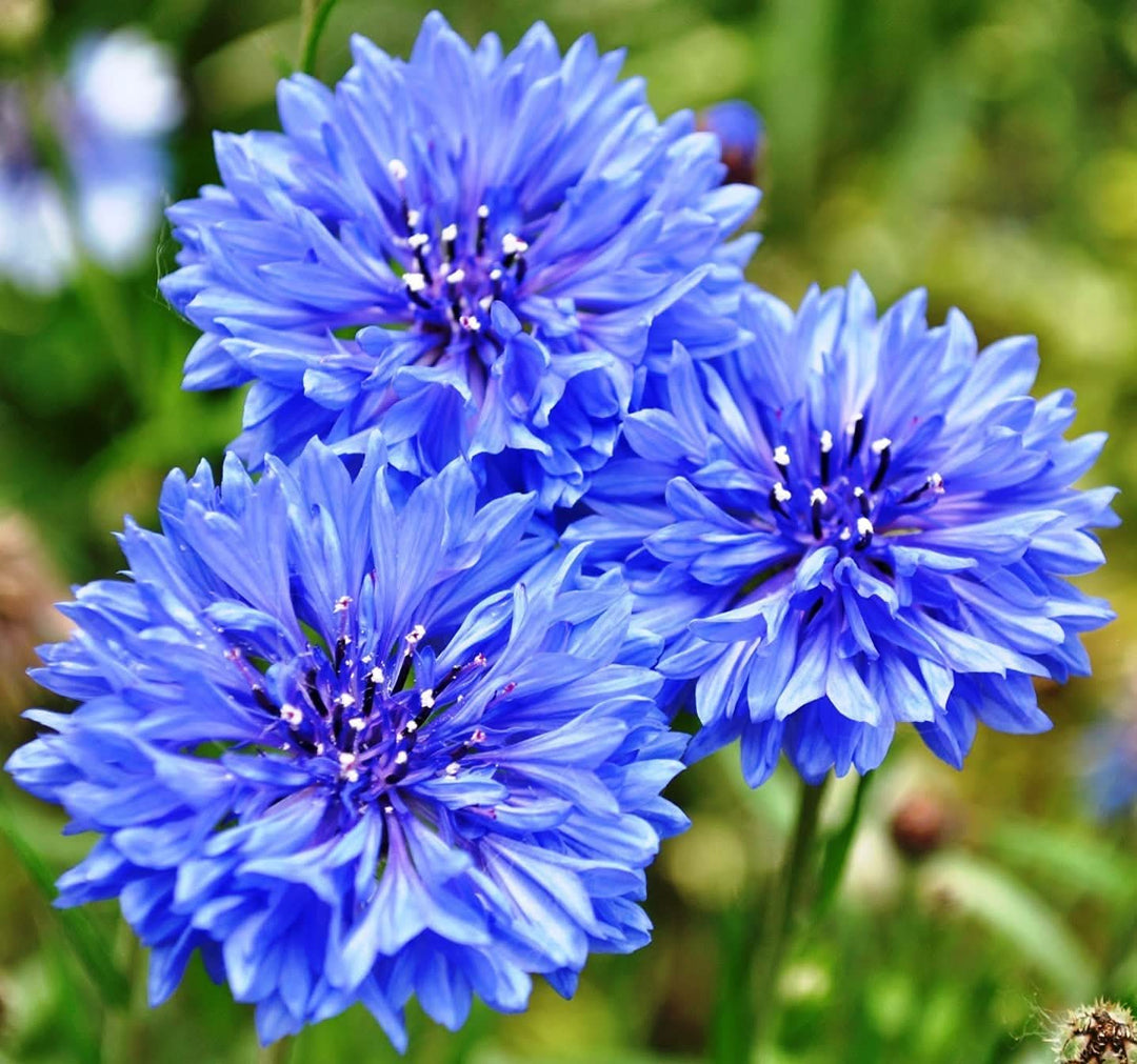 cornflower centaurea flower seeds