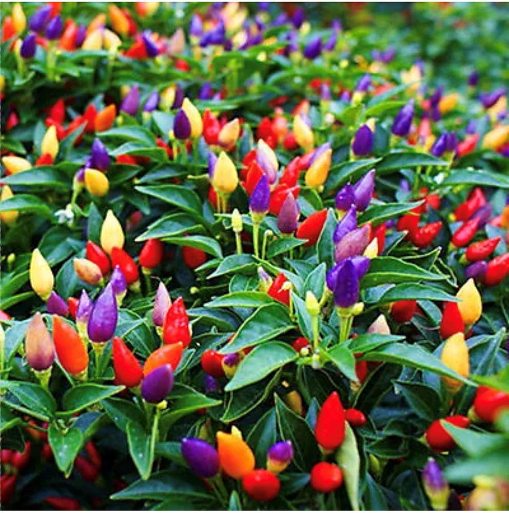 melrose pepperoni flower seeds