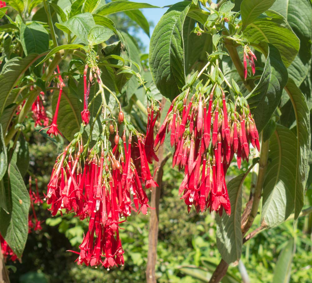 Bolivianske Fuchsia Blomsterfrø til Plantning 100 stk