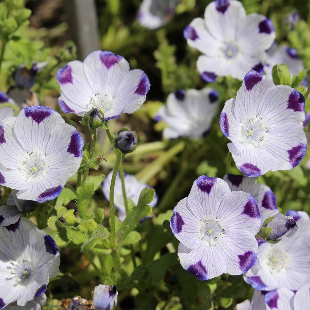 five spot flower seeds
