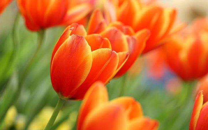 Dyb orange Tulipan Blomsterfrø 100 stk