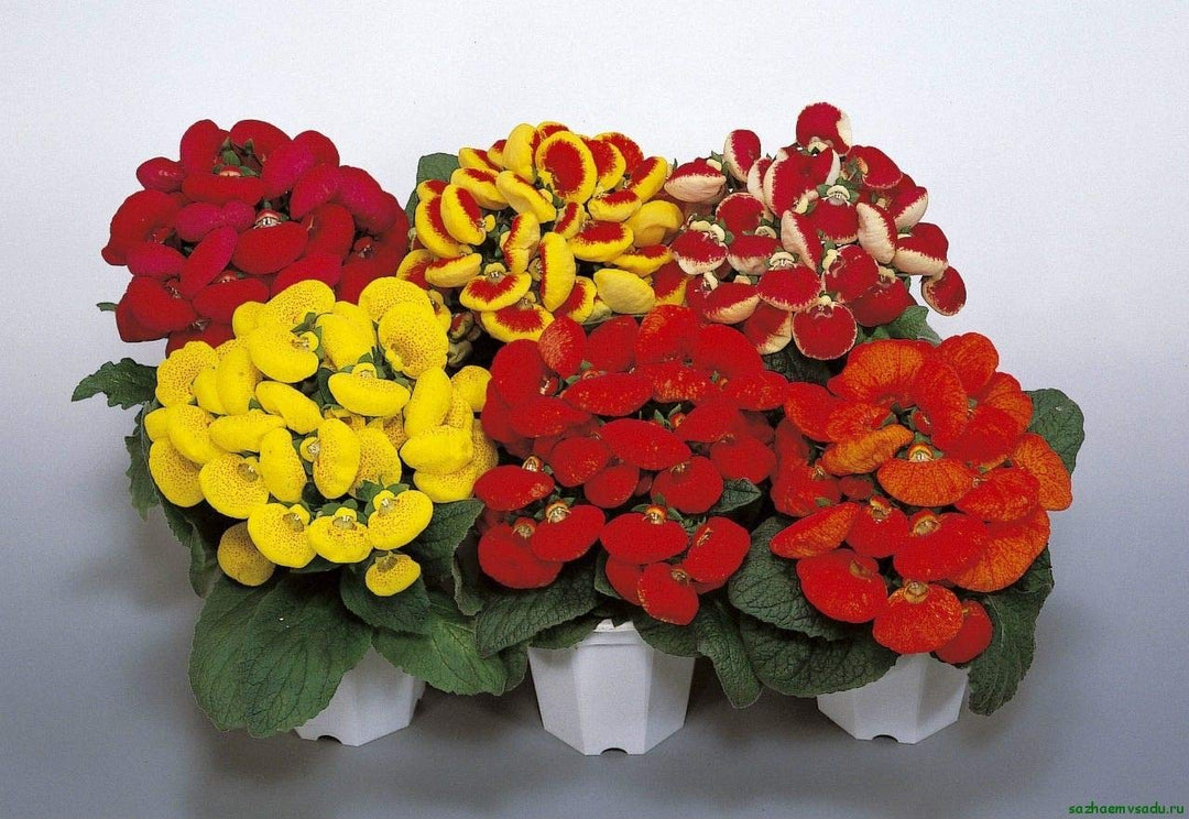 calceolaria slipper flower seeds