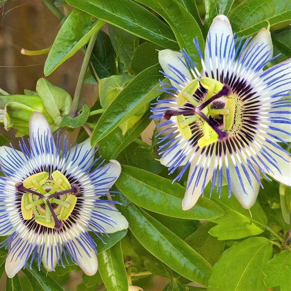 passionflower passiflora flower seeds