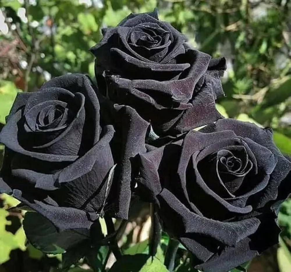 Black Rose Flower Seeds - 100 pcs