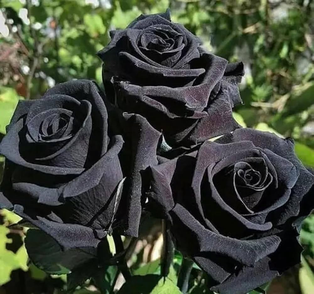 black black flower seeds