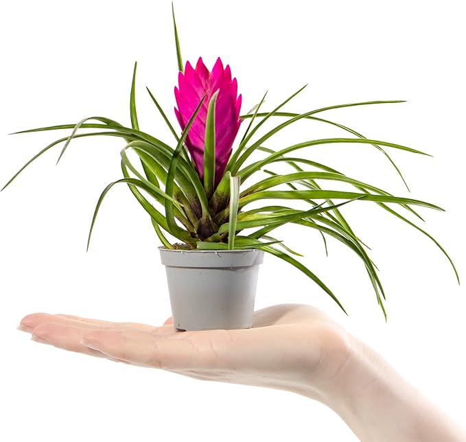 Organic Heirloom Pink Tillandsia Cyanea Seeds – Non-GMO Air Plant Blooms | High Germination Organic Garden Seeds for Planting
