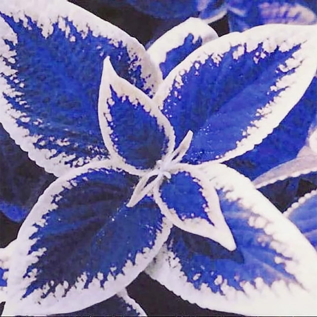 Blue White Coleus Flower Seeds – Heirloom Non-GMO High Germination Organic Garden Seeds for Planting