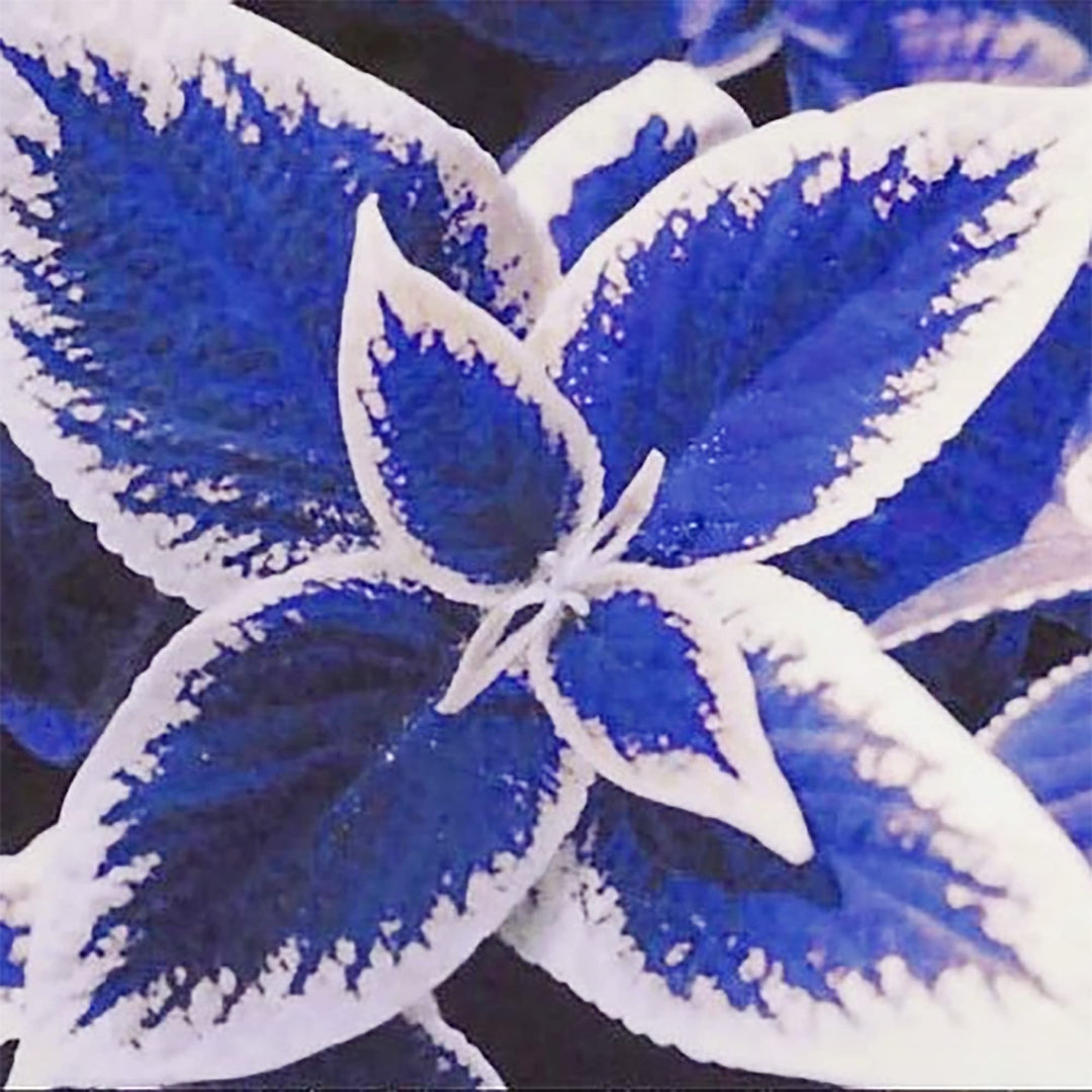 Blue Dragon Coleus Flower Seeds – Heirloom Non-GMO High Germination Organic Garden Seeds for Planting