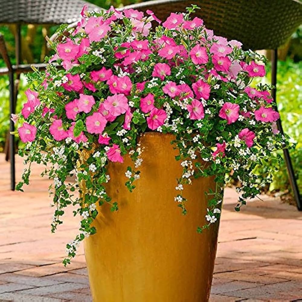pink petunia flower seeds