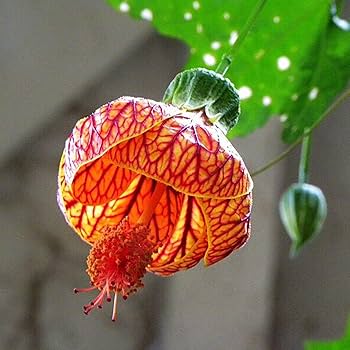 Gul rød Abutilon blomsterfrø til plantning - 100 stk