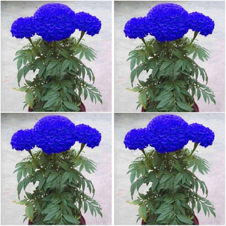 Marigold Flower Seeds 100 pc for Planting 100 pcs