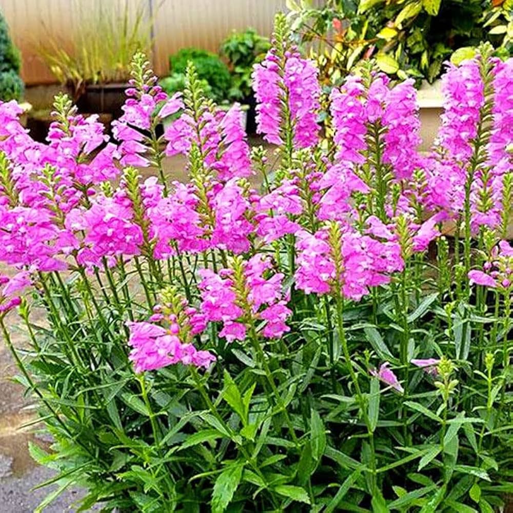 Pink Physostegia Blomsterfrø til udplantning 100 stk