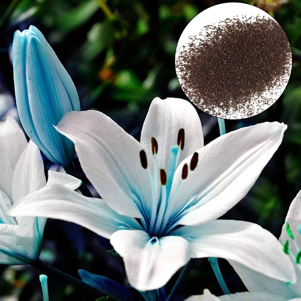 blue heart flower seeds