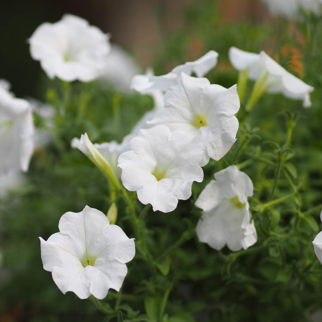 Oblique Petunia Flower Seeds for Planting - White 100 pcs