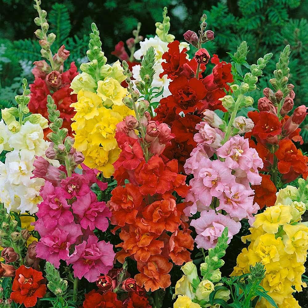 Snapdragon Flower Seeds for Planting – 100 pcs Heirloom Non-GMO High Germination Organic Garden Seeds