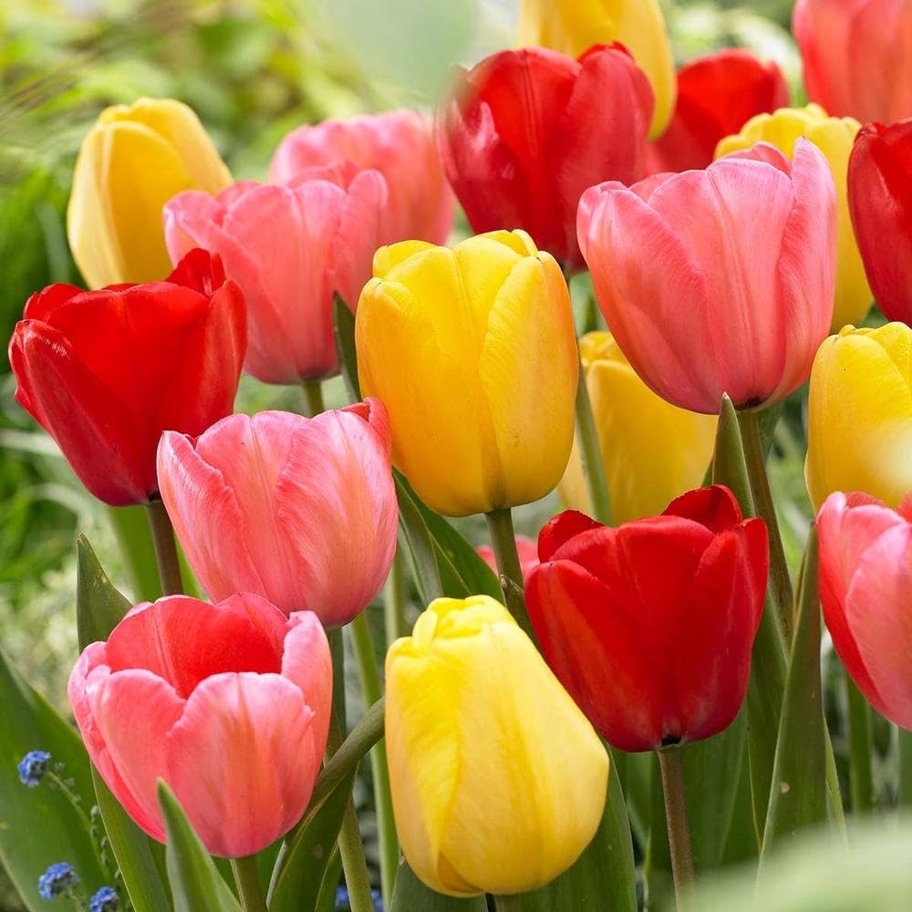 tulip tulipa flower seeds