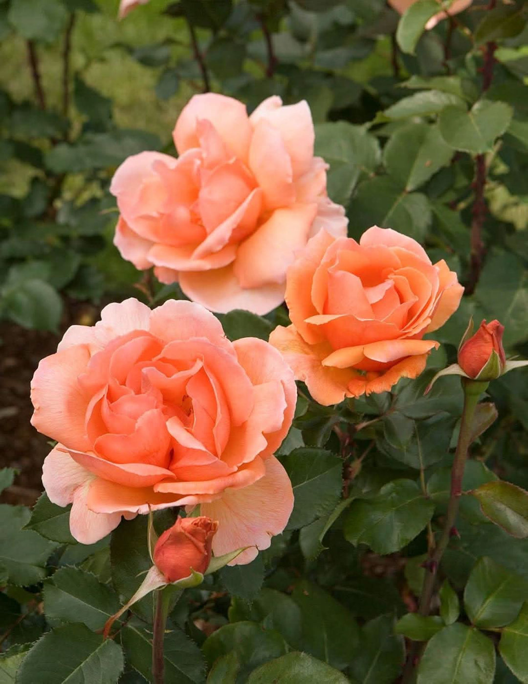 climbing rose flower seeds