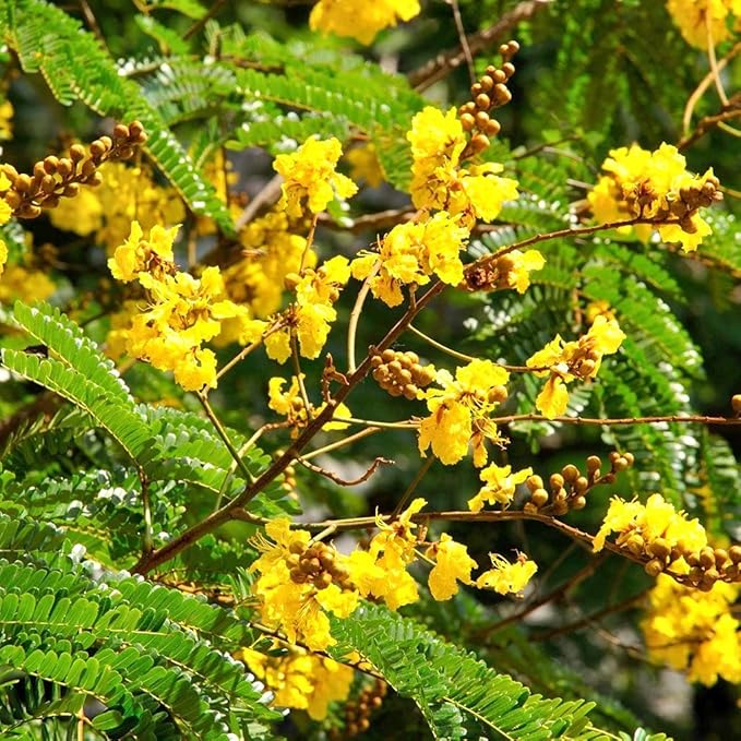 Heirloom Non-GMO Peltophorum Flower Seeds for Planting – Yellow Flame Tree Seeds for Garden Landscaping