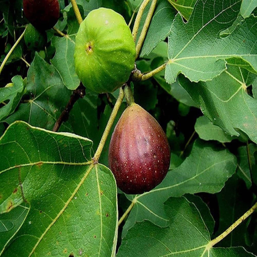 Brown Turkey Fig Fruit Tree Seeds for Planting- Hardy Fig Variety for Zones, Home Garden Fig Seeds