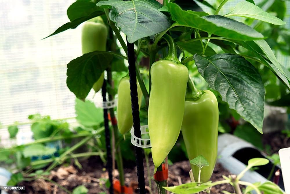 maslin sweet flower seeds