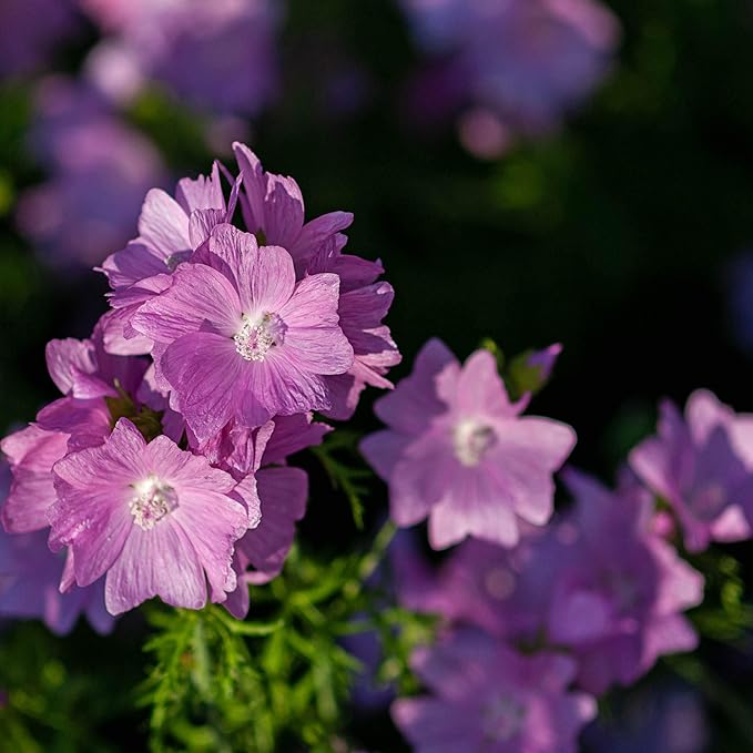 Organic Heirloom Non-GMO Pink Musk Mallow Seeds for Planting – Vibrant Garden Blooms