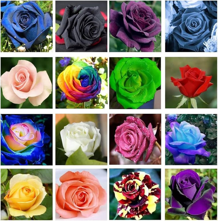 Fresh Mixed Colour Rose Flower Seeds for Planting,100 pcs