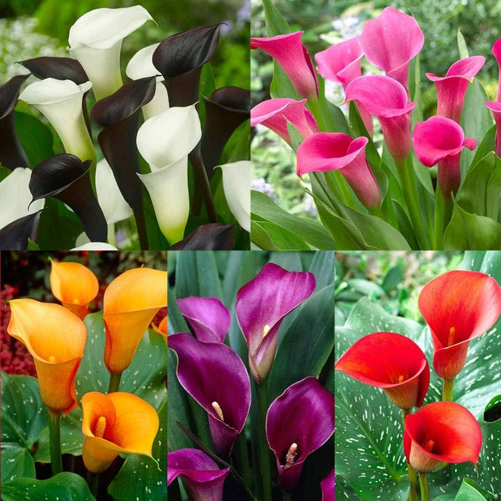 Zantedeschia aethiopica Calla Lily Mix Flower Seeds for Planting - Heirloom & NON GMO Seeds