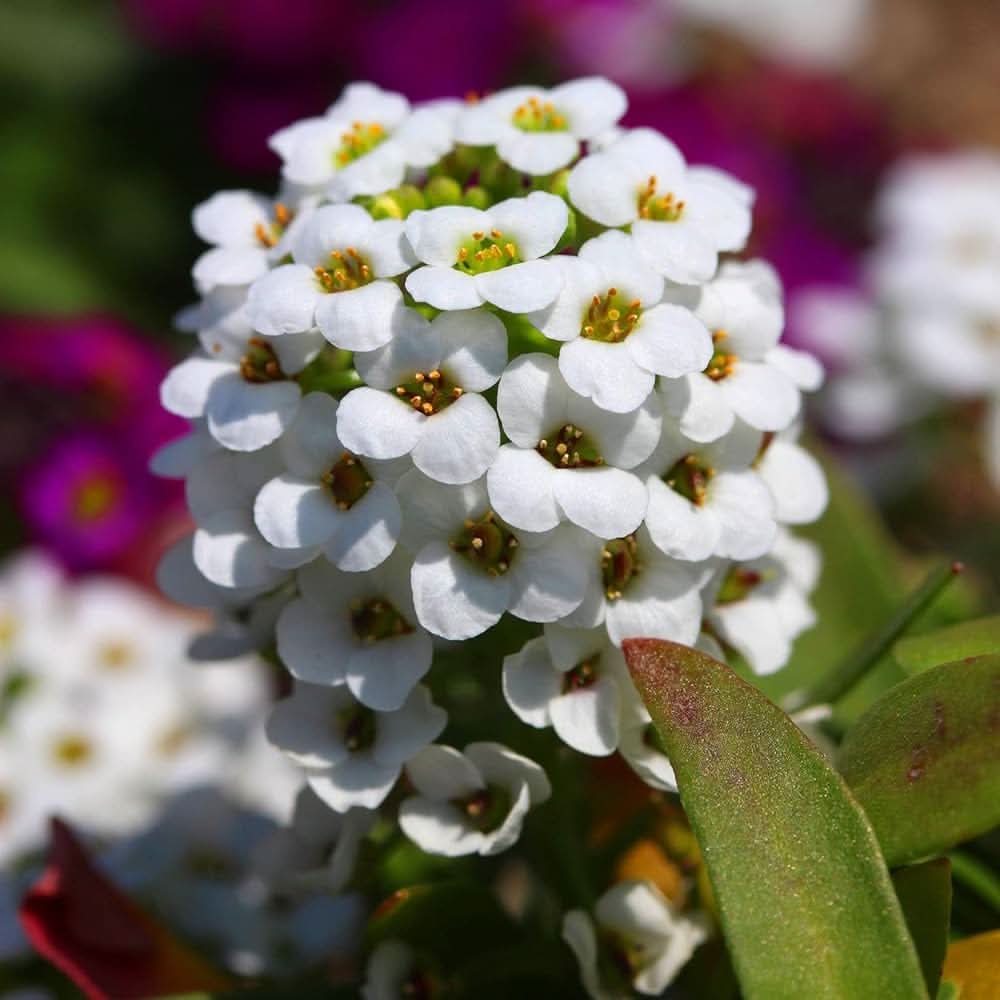 lobularia maritima flower seeds