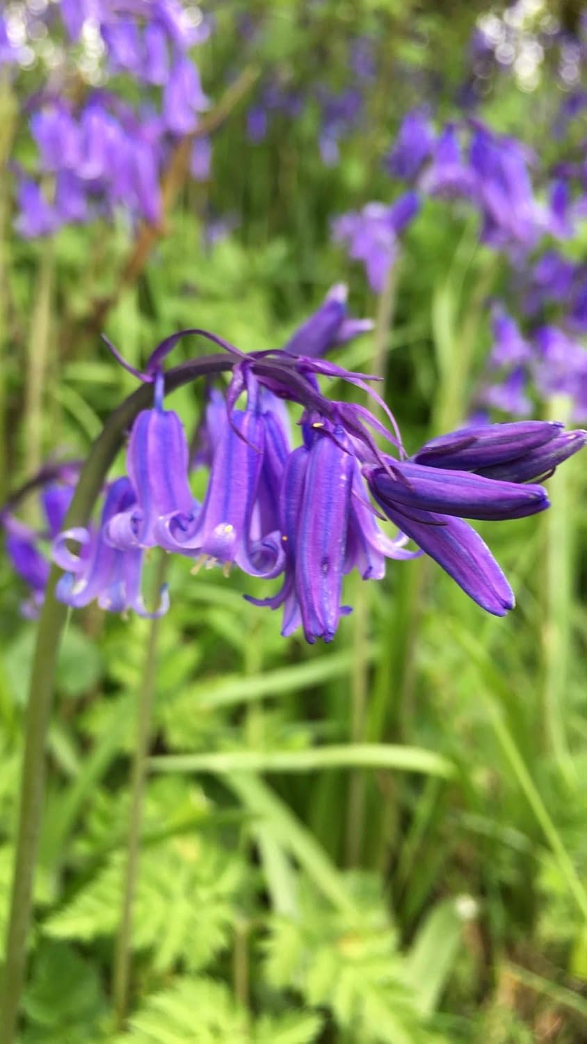 heirloom english flower seeds