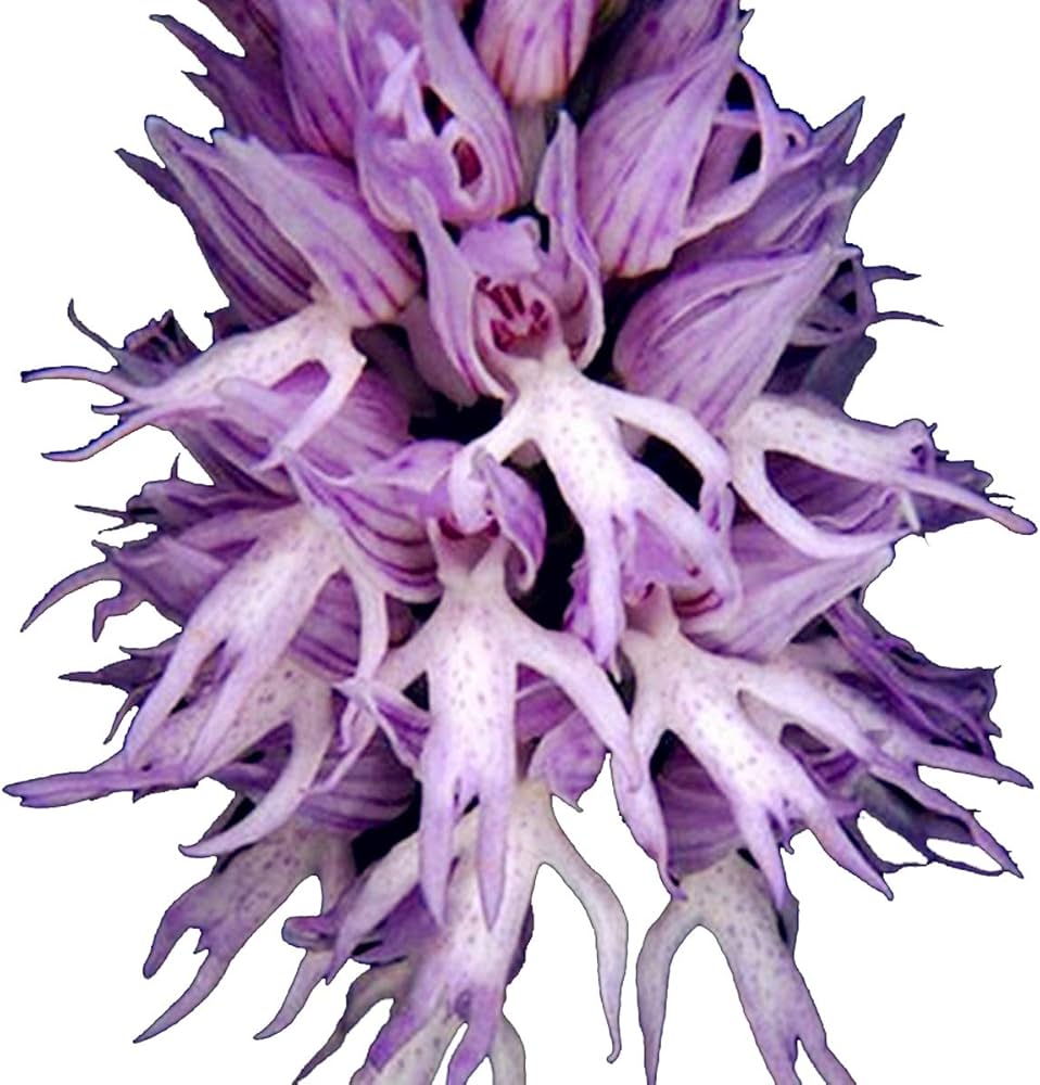 italian lavender seeds Heirloom Non-GMO Nema Italian Orchis Monkey Flower Seeds Lavender for – Neeraseeds