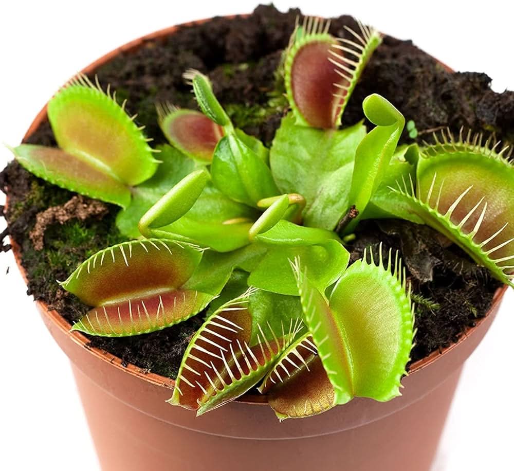 venus flytrap flower seeds