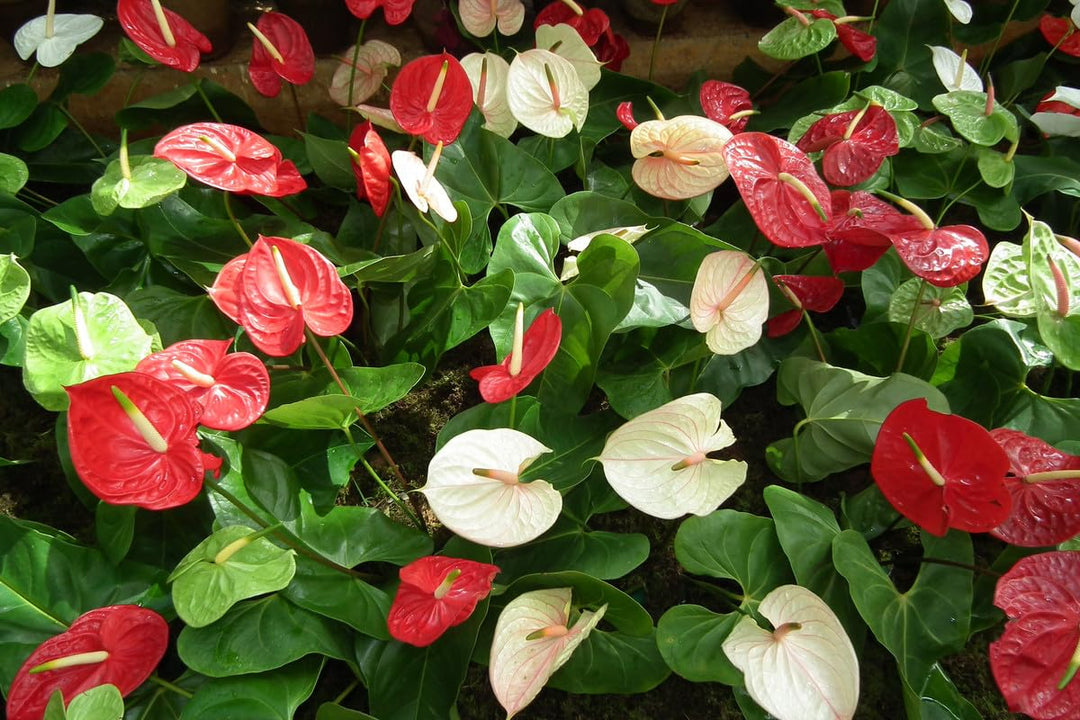 Anthurium blomsterfrø til udplantning, friske, 100 stk