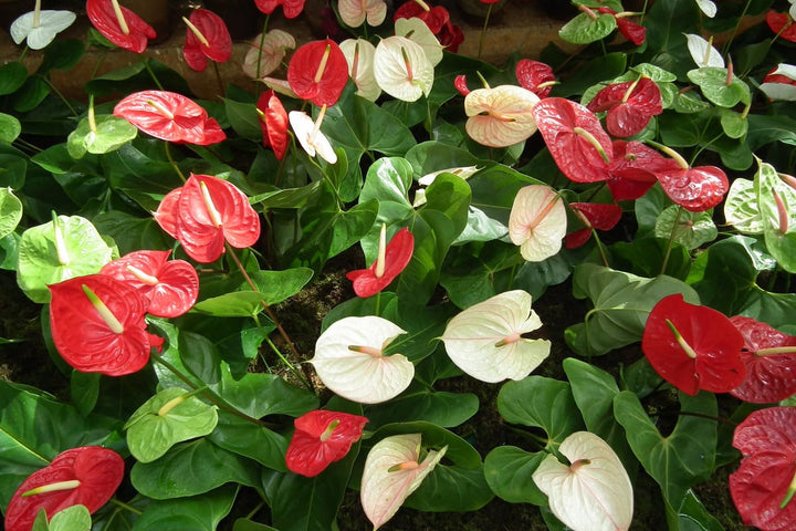 Anthurium blomsterfrø til udplantning, friske, 100 stk