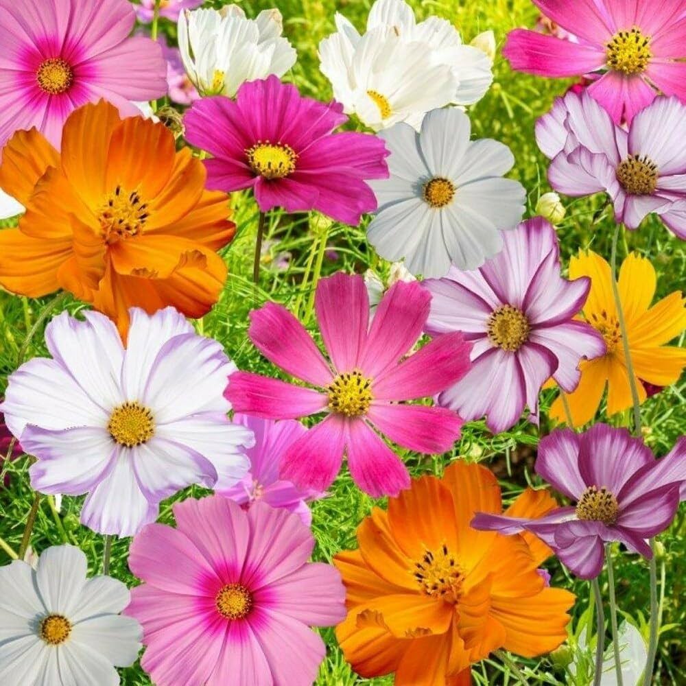 pink cosmos flower seeds