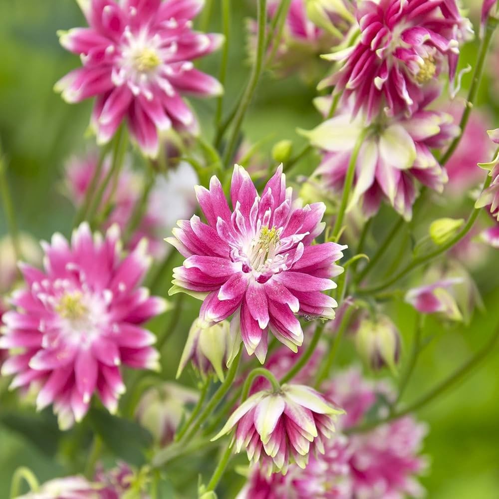 columbine barlow flower seeds