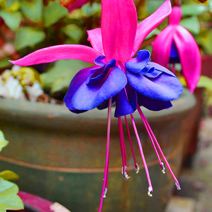 Blue Red Fuchsia Flower Seeds for Planting – Heirloom, Non-GMO, High Germination Garden Seeds