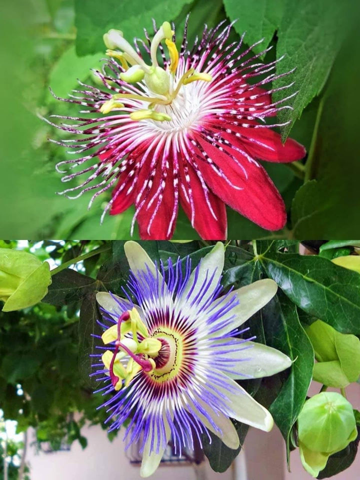 Blandede Passiflora blomsterfrø til plantning - 100 stk