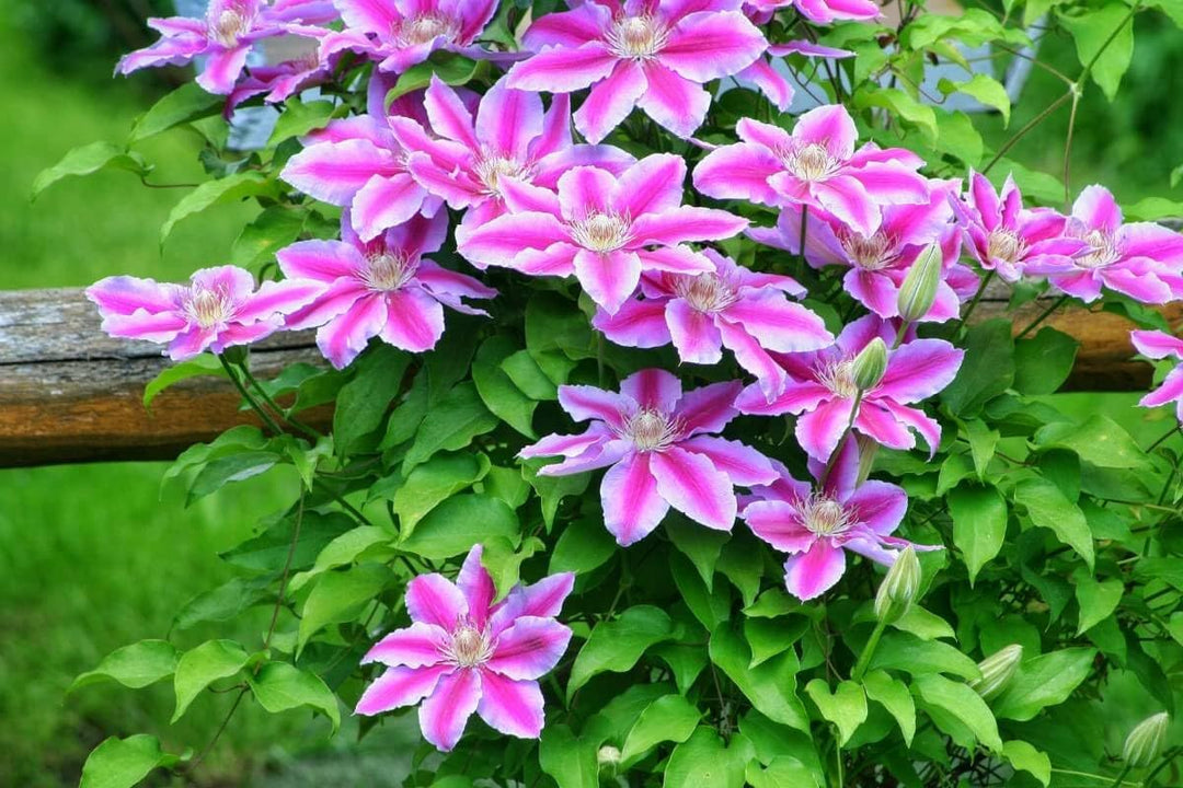 seeds for climbing plants Perennial Vine Climbing Flower Seeds for Planting – Non-GMO Heirloom O – Neeraseeds
