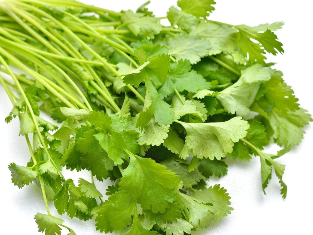 Cilantro Seeds for Planting