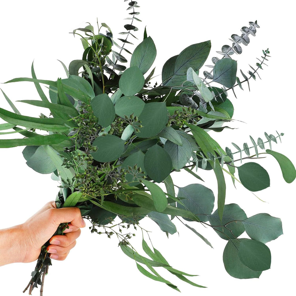 eucalyptus seeds for planting Mixed Eucalyptus Plant Seeds for Planting – Heirloom Non-GMO Organic G – Neeraseeds
