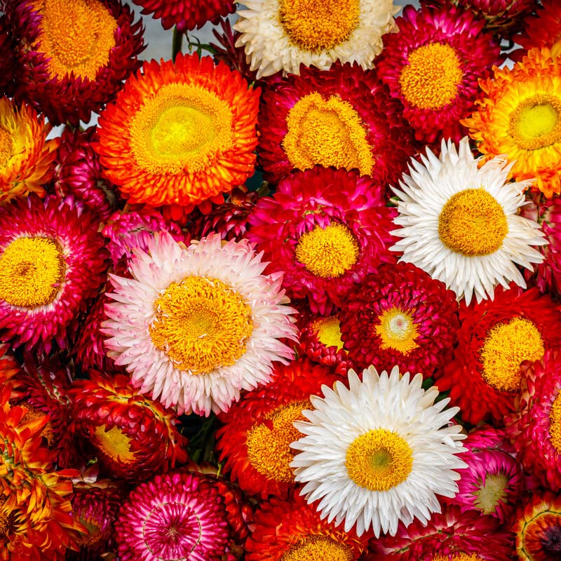 red yellow flower seeds