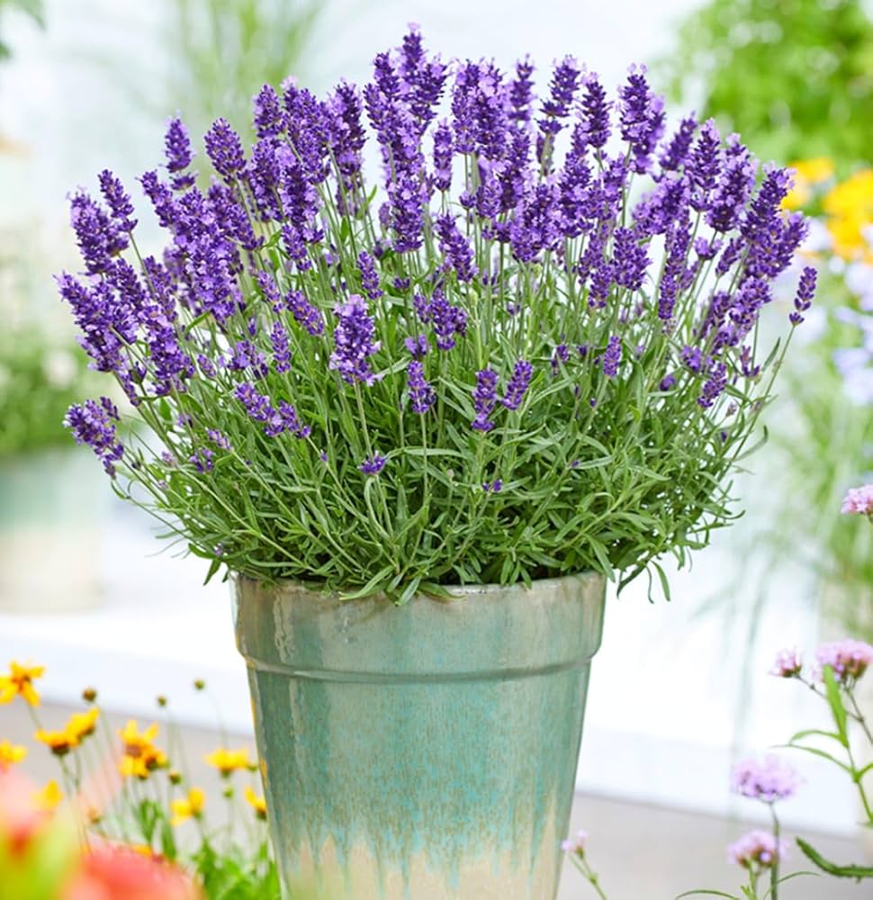 lavender hardy flower seeds