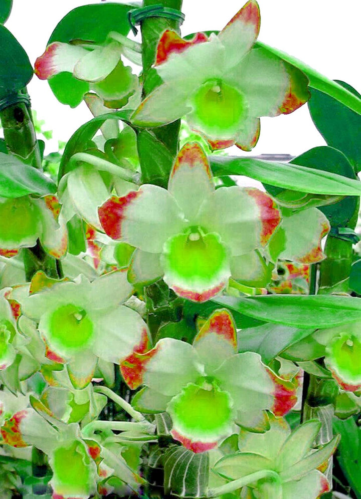 Green Red Dendrobium Flower Seeds for Planting - 100 pcs